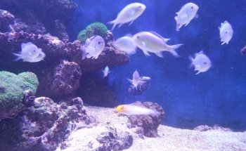 Diamantaquarien Havixbeck Inh. Klaus-Michael Ruffert / Aquarien direkt vom Hersteller