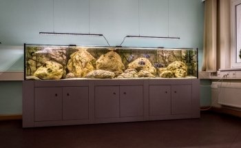 Dein Erlebnis Aquarium - Aquaristik Architektur