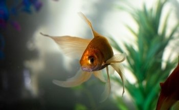 Olacuario - Tienda Online de Acuariofilia