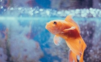 Olacuario - Tienda Online de Acuariofilia