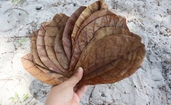 Productos Naturales de Acuario Catappa-Leaves