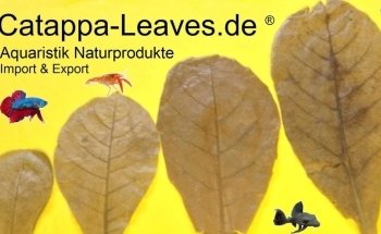 Catappa-Leaves Aquaristik Naturprodukte