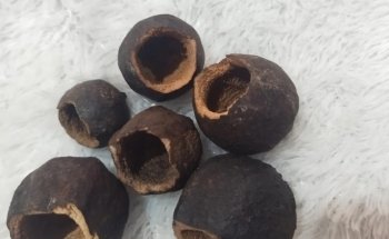 Catappa-Leaves Aquaristik Naturprodukte