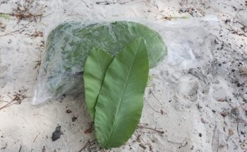 Catappa-Leaves Aquaristik Naturprodukte