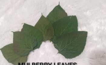 Catappa-Leaves Aquaristik Naturprodukte