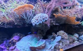 Aquarien und Terrarienfreunde Freiburg e.V.