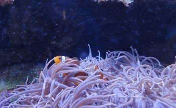 Aquarien und Terrarienfreunde Freiburg e.V.