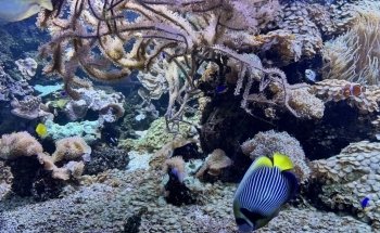 Amigos de Acuarios y Terrarios de Friburgo e.V.