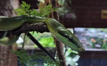 Aquarien und Terrarienfreunde Freiburg e.V.
