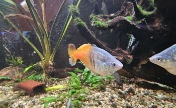 Aquarien und Terrarienfreunde Freiburg e.V.