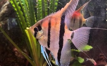 Aquarien und Terrarienfreunde Freiburg e.V.