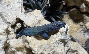 Aquarien und Terrarienfreunde Freiburg e.V.