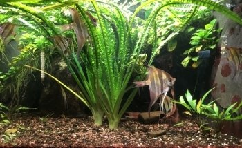 Aquarien und Terrarienfreunde Freiburg e.V.