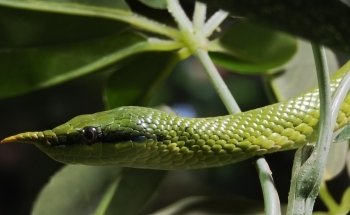 Aquarien und Terrarienfreunde Freiburg e.V.