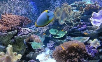 Luisenpark Unterwasserwelt