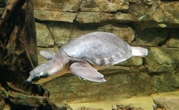Luisenpark Unterwasserwelt