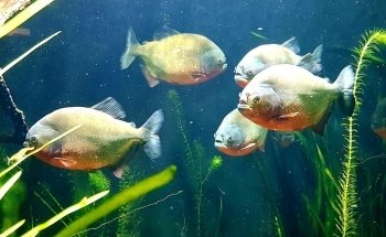 Luisenpark Unterwasserwelt