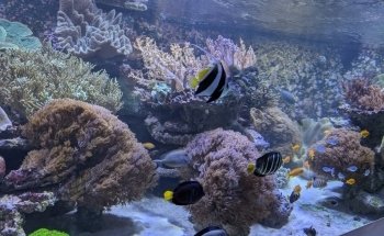 Luisenpark Unterwasserwelt