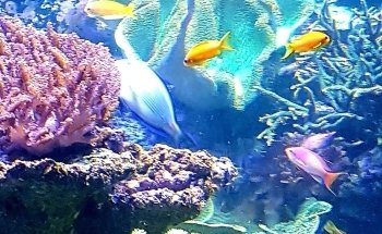 Luisenpark Mundo Submarino