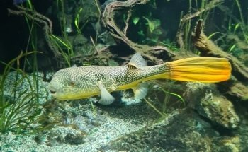 Luisenpark Unterwasserwelt