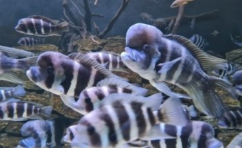 Luisenpark Unterwasserwelt