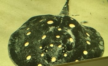 Luisenpark Unterwasserwelt