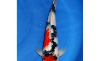 Koi Kontor Reiner | Pro Koi