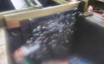 Koi Kontor Reiner | Pro Koi