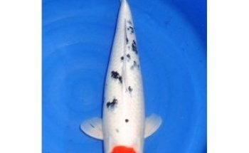 Koi Kontor Reiner | Pro Koi