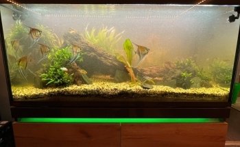 Aquaristik-Teichpflege (kein Produktverkauf)