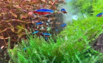 Cuidado de estanques de acuarística (sin venta de productos)