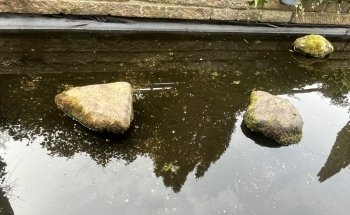 Aquaristik-Teichpflege (kein Produktverkauf)