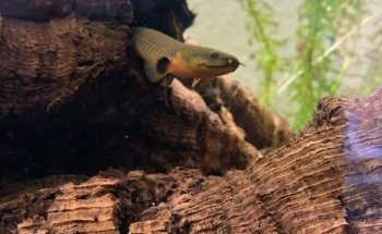 Aquaristik-Teichpflege (kein Produktverkauf)