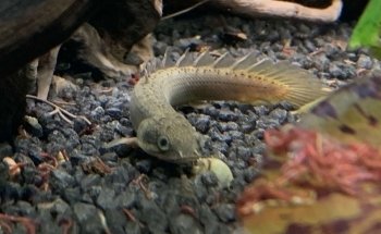 Aquaristik-Teichpflege (kein Produktverkauf)