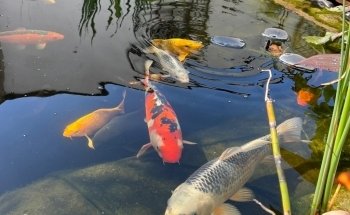 Aquaristik-Teichpflege (kein Produktverkauf)