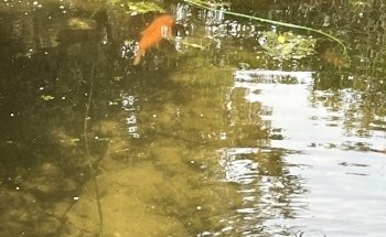 Aquaristik-Teichpflege (kein Produktverkauf)