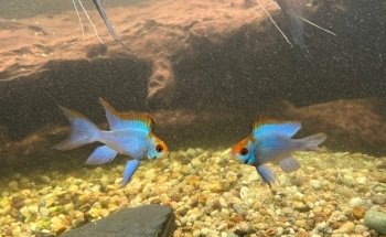 Aquaristik-Teichpflege (kein Produktverkauf)