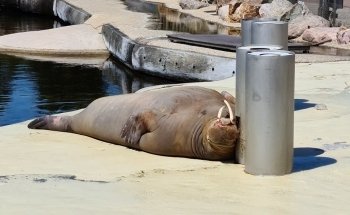 Dolfinarium