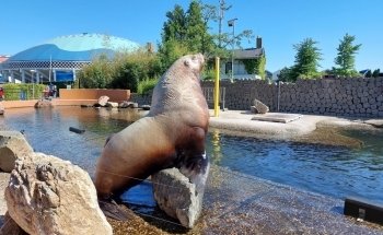 Dolfinarium