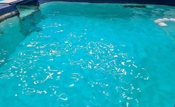 Dolfinarium