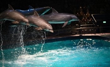 Dolfinarium