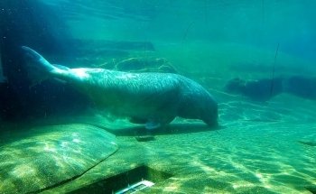 Dolfinarium