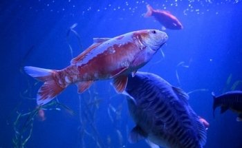 Sea Life Scheveningen