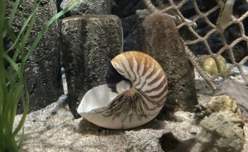 Sea Life Scheveningen