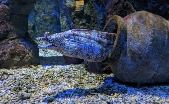 Sea Life Scheveningen
