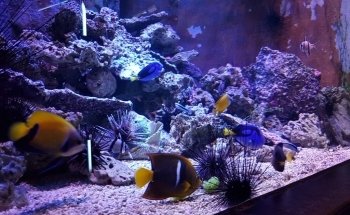 Sea Life Scheveningen
