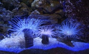Sea Life Scheveningen