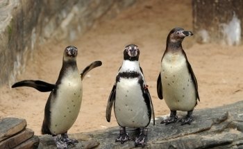 Sea Life Scheveningen