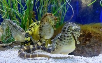 Sea Life Scheveningen