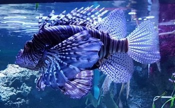 Sea Life Scheveningen